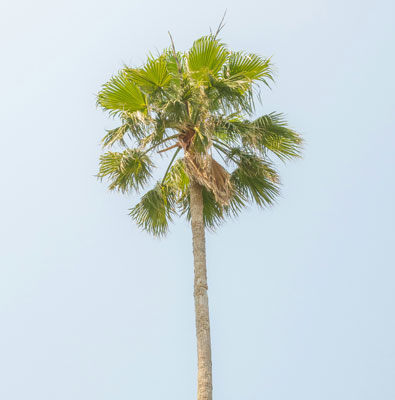 xx mobile phone 16 series _copy